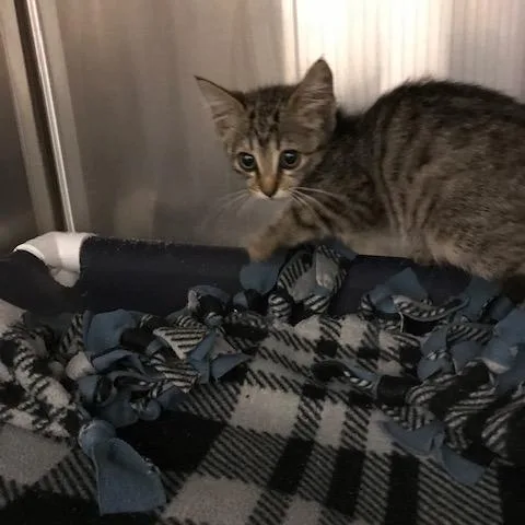 A baby small-sized female Brown / Chocolate Domestic Short Hair cat named Jaguar for adoption in West Palm Beach, FL