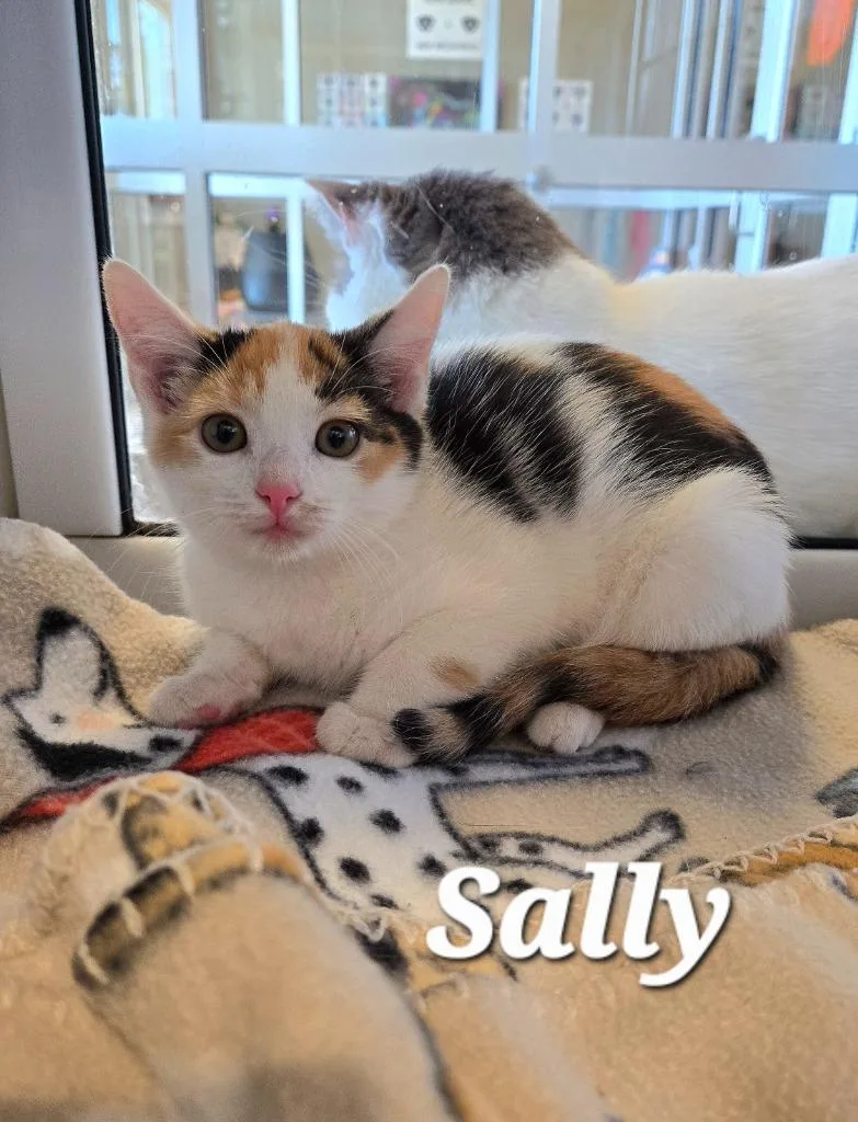 A baby small-sized female Domestic Short Hair cat named Sally for adoption in Sidney, OH