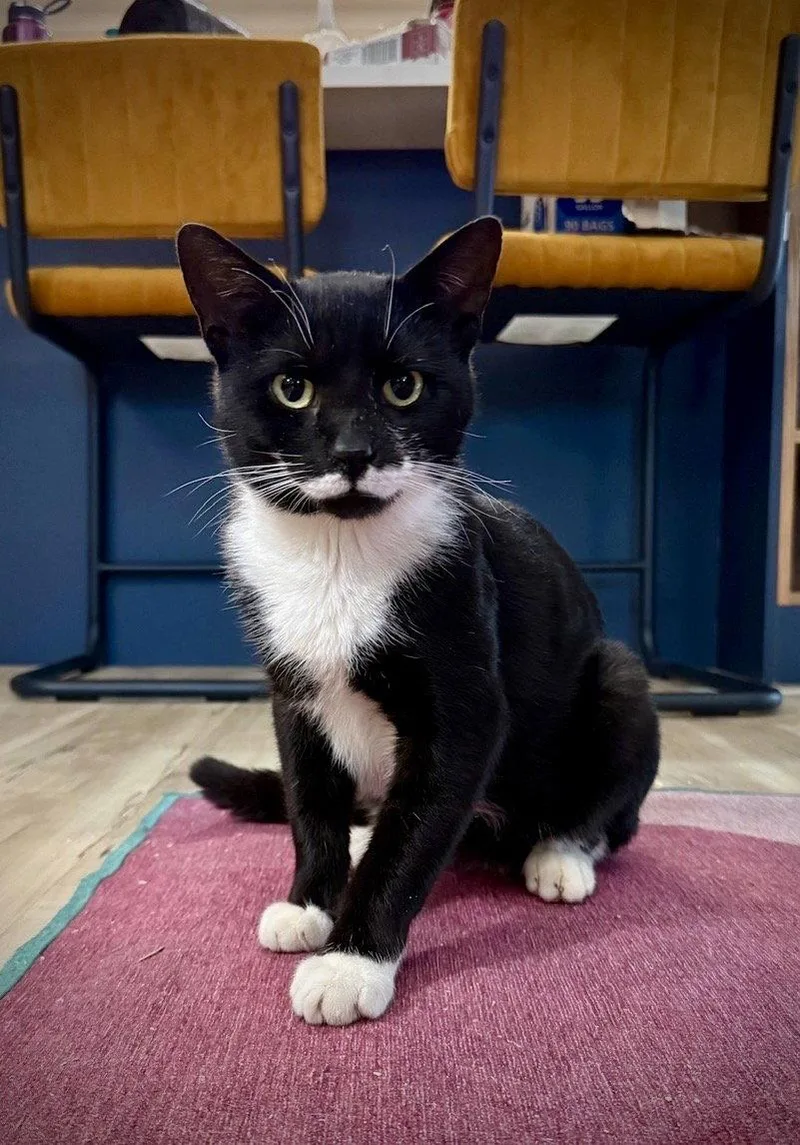 Pringles thumbnail 3