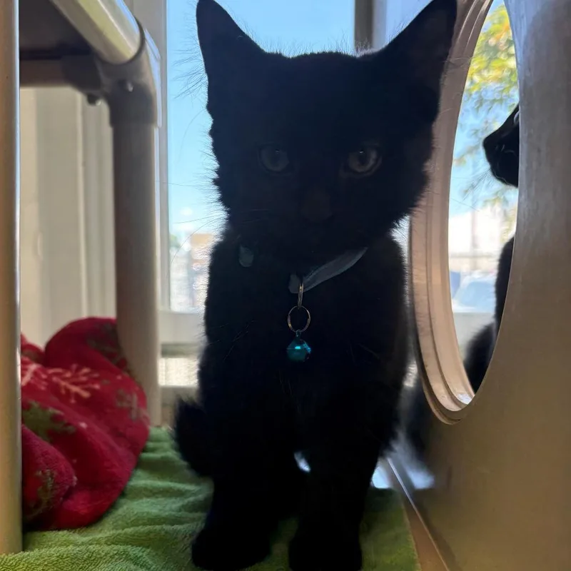 A baby small-sized male Black Domestic Short Hair cat named Dipsy for adoption in East Hanover, NJ