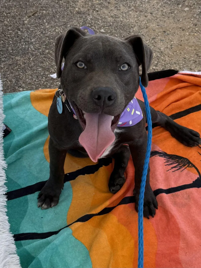 A young large-sized female Pit Bull Terrier dog named Cleo Dixon for adoption in Rockaway, NJ
