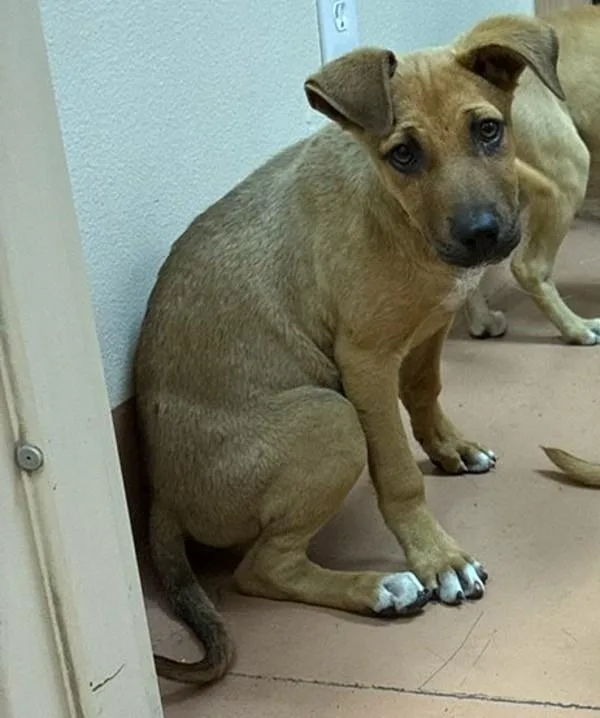 A baby large-sized female Shepherd dog named Liberty for adoption in Kennewick, WA