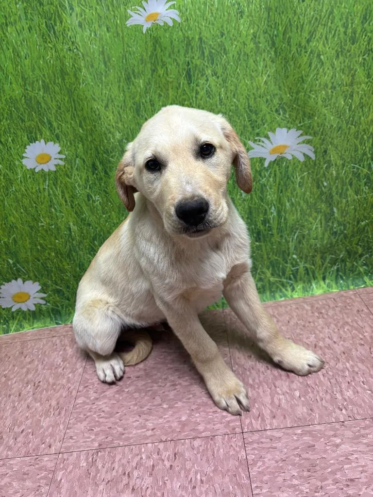 A baby medium-sized male Labrador Retriever dog named Tucker for adoption in Wabash, IN