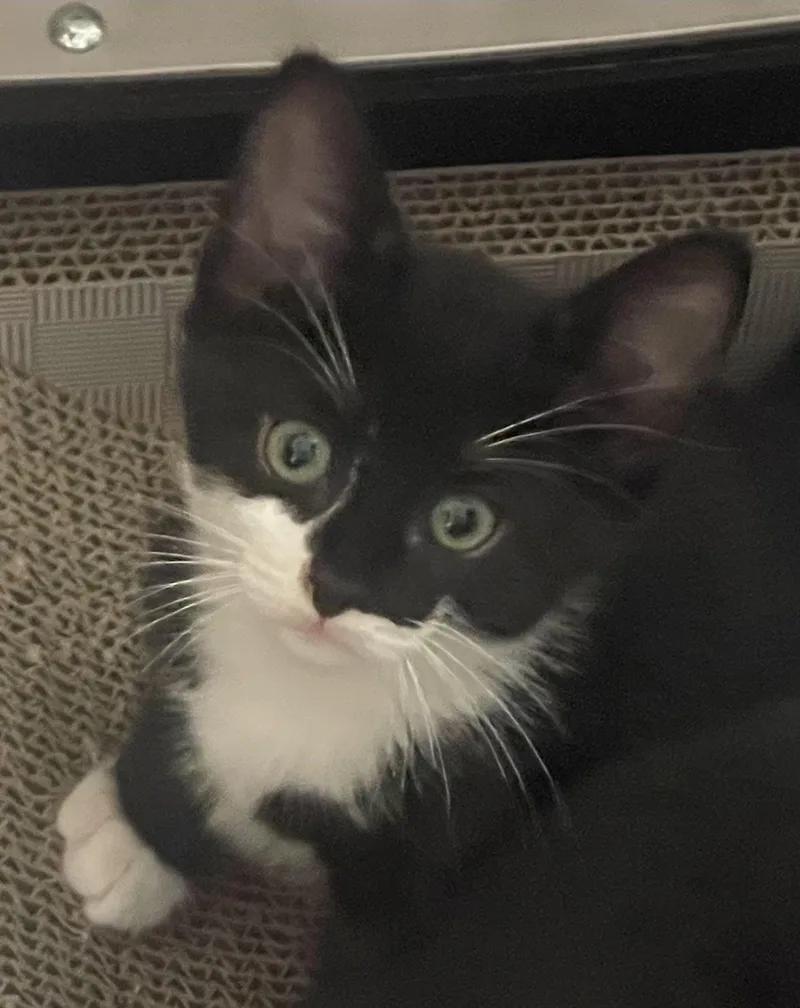 A baby small-sized male Domestic Short Hair cat named Truffles for adoption in South Pasadena, CA