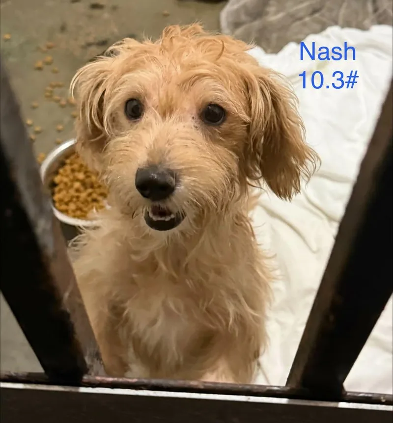 Nash