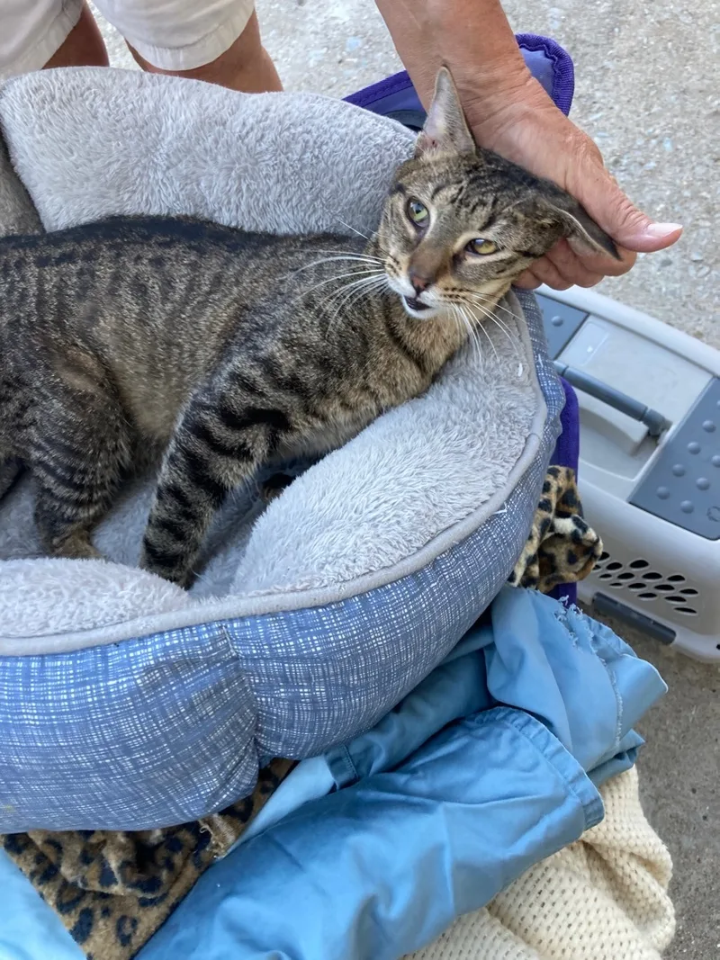 Sweet Girl thumbnail 3