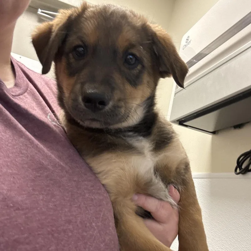 A baby medium-sized male Yellow / Tan / Blond / Fawn Mixed Breed dog named Jason for adoption in Tulsa, OK