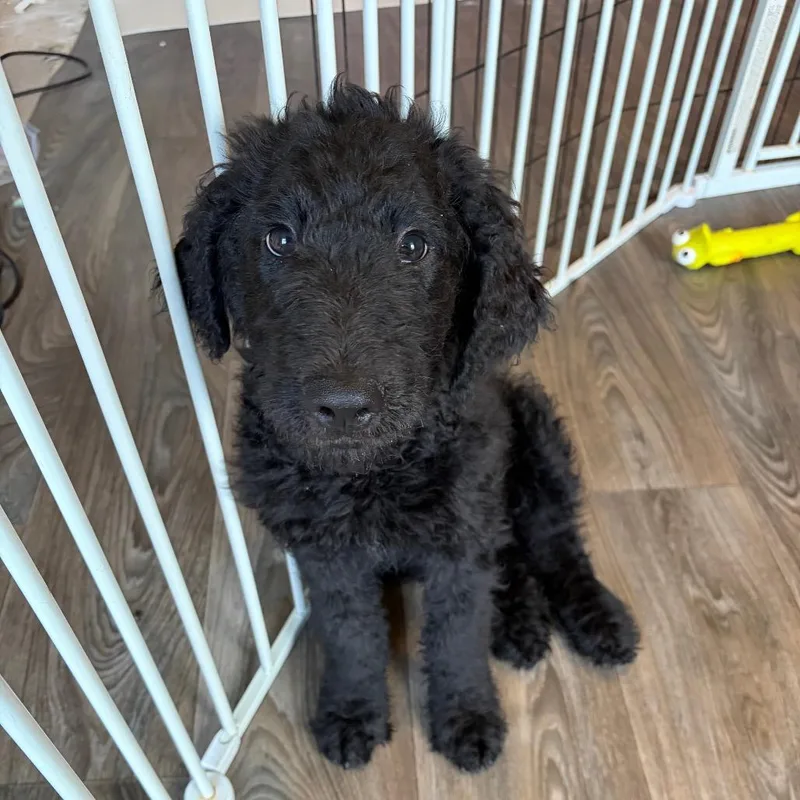 A baby small-sized male Black Labrador Retriever dog named Shrek for adoption in Fredericksburg, VA