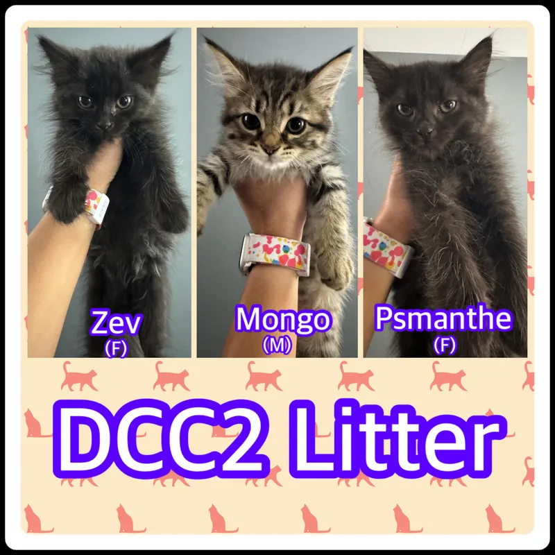A young medium-sized female Domestic Long Hair cat named Zev for adoption in Baltimore, MD