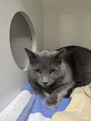An adult medium-sized male Domestic Short Hair cat named Renguard for adoption in Savannah, GA
