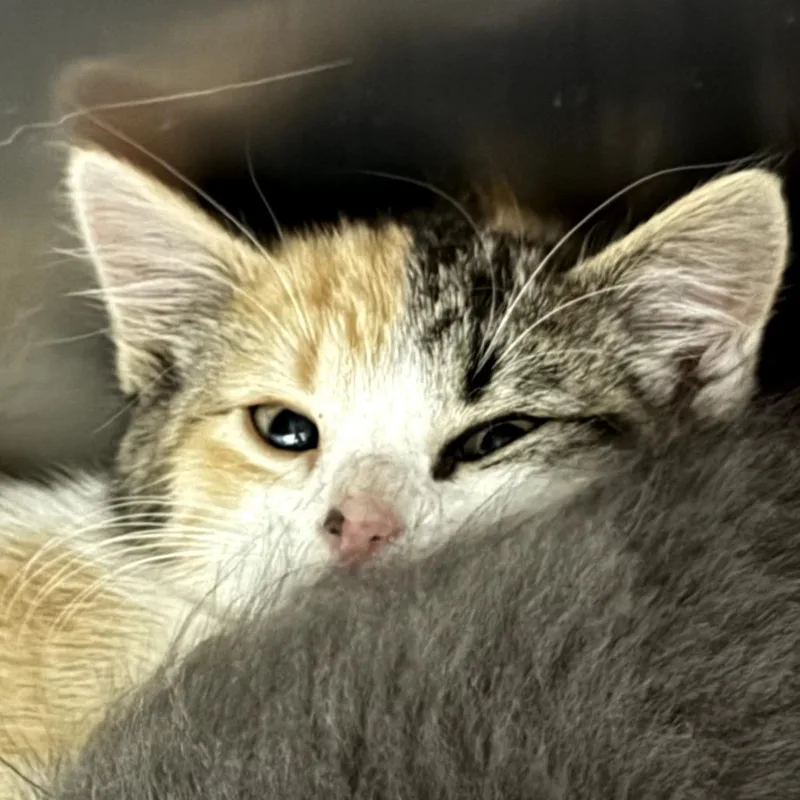 A baby small-sized female Torbie Domestic Short Hair cat named Journey for adoption in Idaho Falls, ID