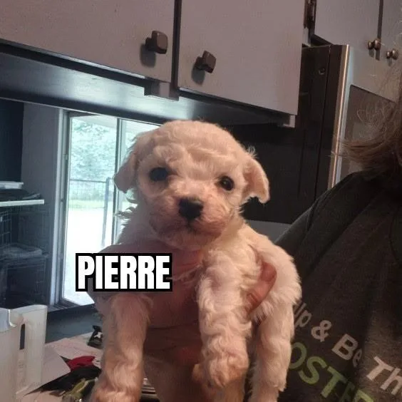 Pierre