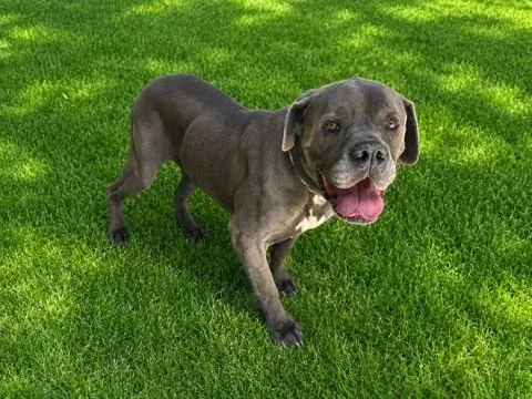 A senior medium-sized male Mastiff dog named Blue for adoption in Lancaster, CA
