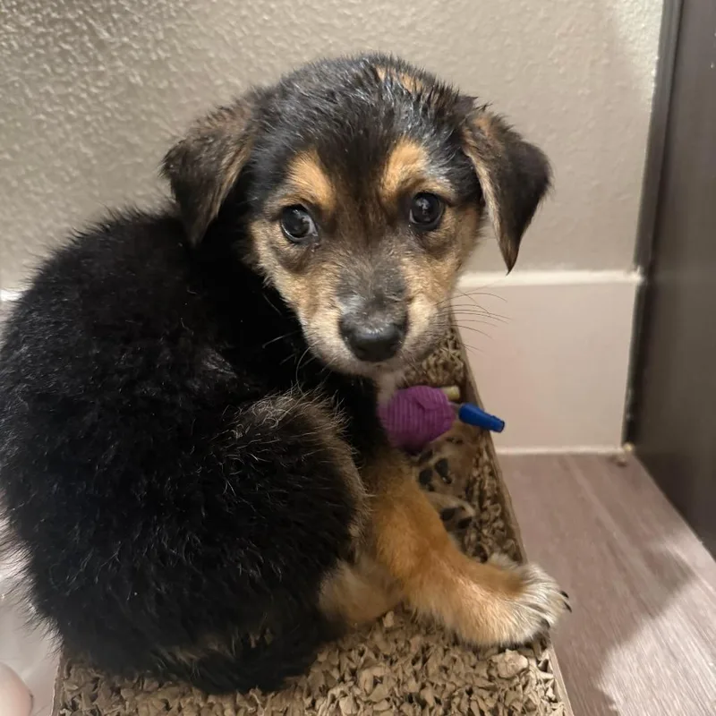 A baby medium-sized female Beauceron dog named Hayburn for adoption in Austin, TX