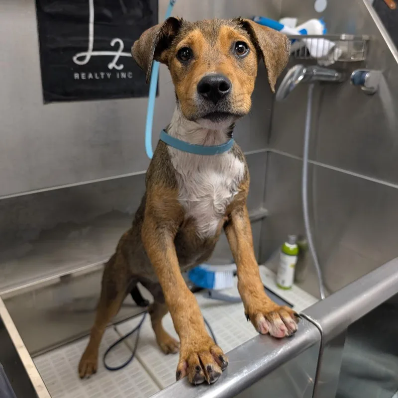 A baby small-sized female Brown / Chocolate Hound dog named Wren for adoption in Independence, KS