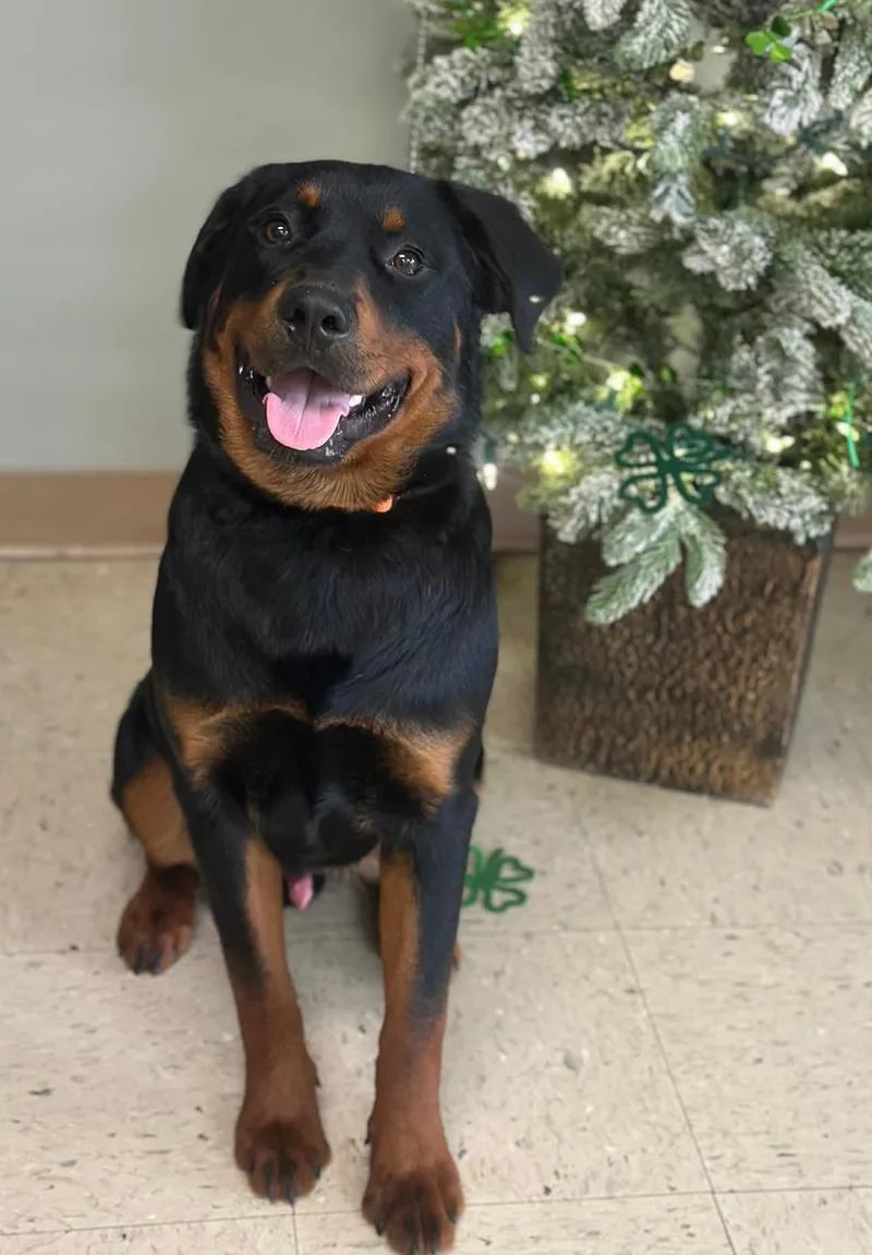 Kingsley thumbnail 2