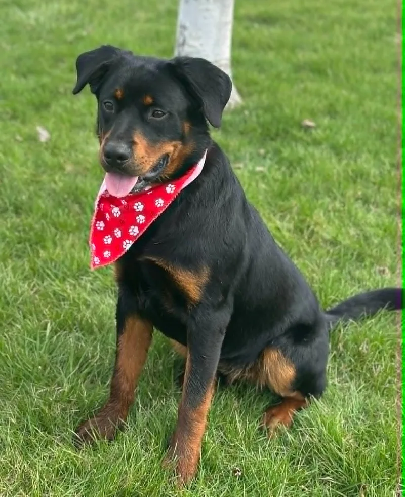 Kingsley thumbnail 3