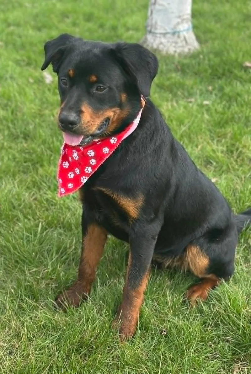 Kingsley thumbnail 4