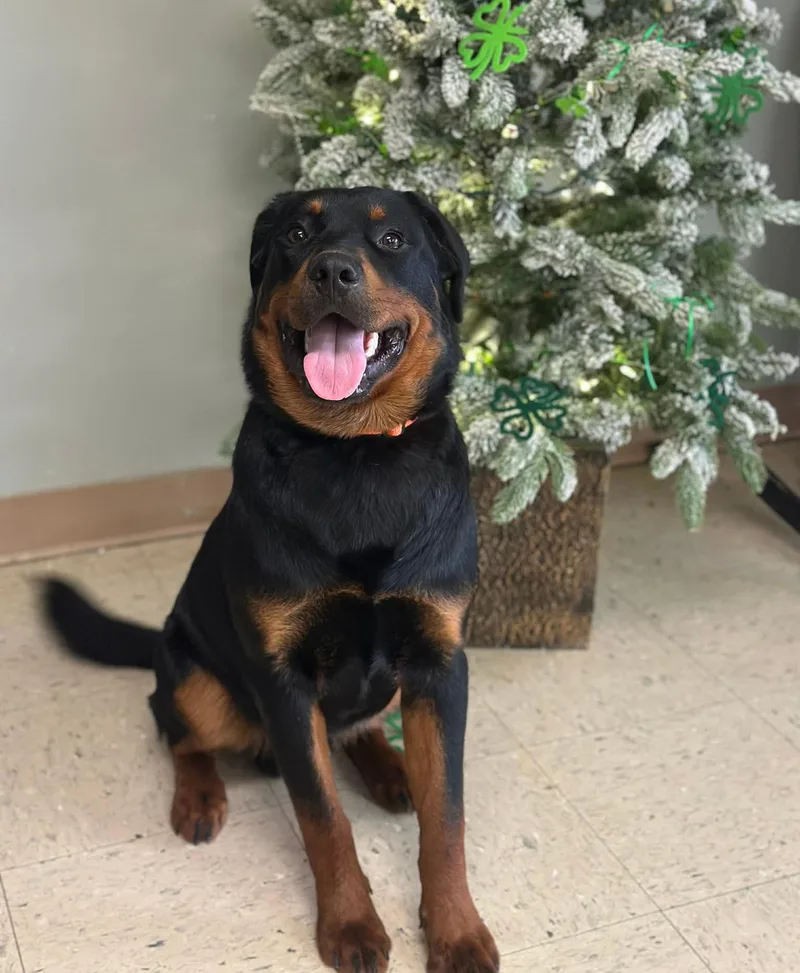 Kingsley thumbnail 5