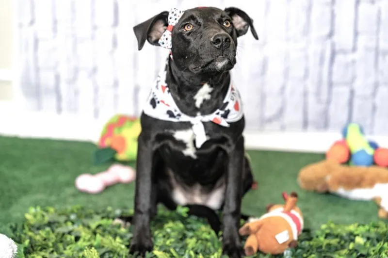 A young small-sized female Black Labrador Retriever dog named Macarena for adoption in Allen, TX