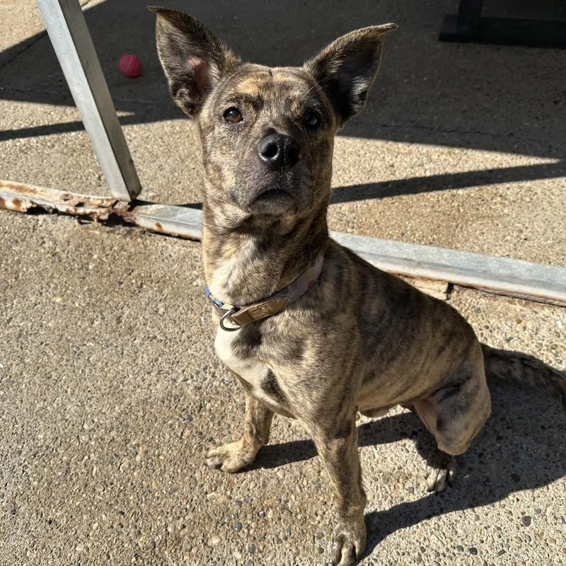 A young medium-sized male Brindle Mixed Breed dog named Stimpy for adoption in Charleston, WV