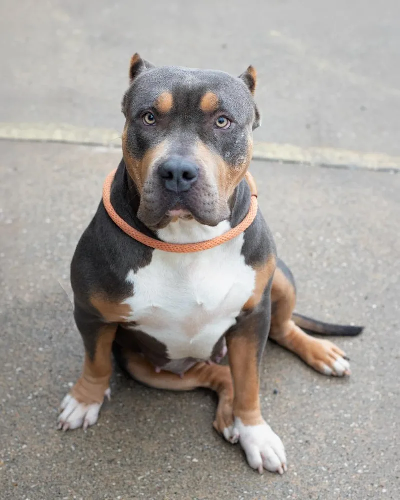 A young extra large-sized female Pit Bull Terrier dog named Zilla for adoption in Boone, IA