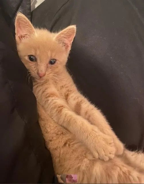 A baby small-sized male Domestic Short Hair cat named Sooty for adoption in Charlotte, NC