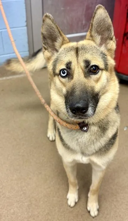 An adult large-sized female Mixed Breed dog named Jaguar for adoption in Chamblee, GA