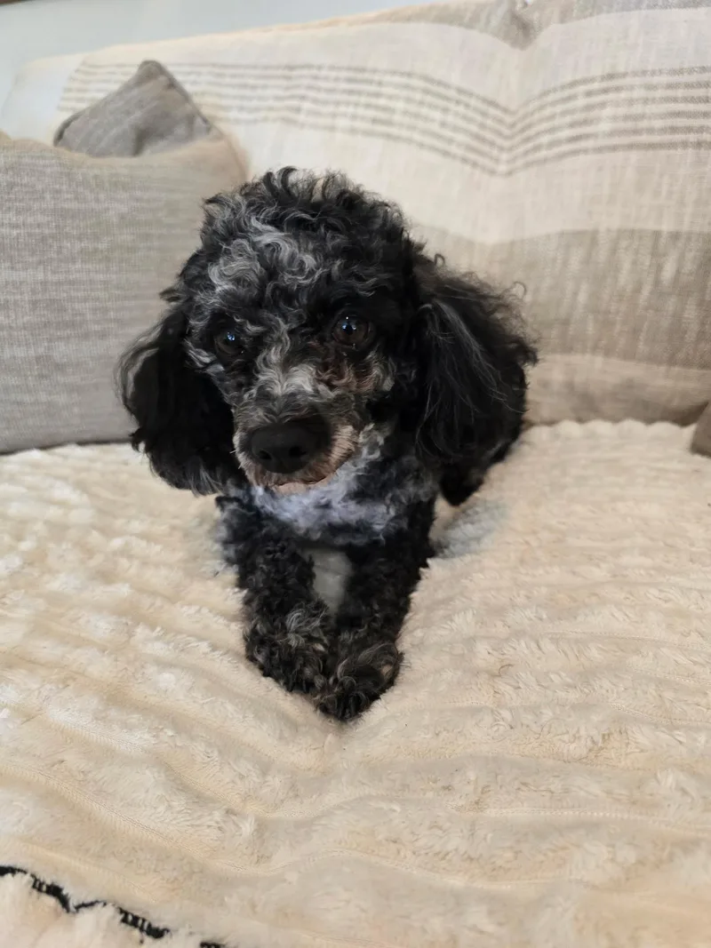 A young small-sized female Black Standard Poodle dog named Sylvia for adoption in Union Grove, WI