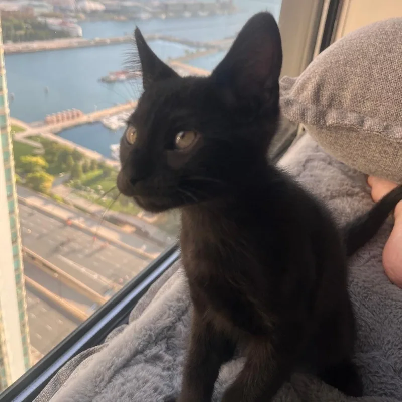 A baby medium-sized male Black Domestic Short Hair cat named Leonardo for adoption in Chicago, IL