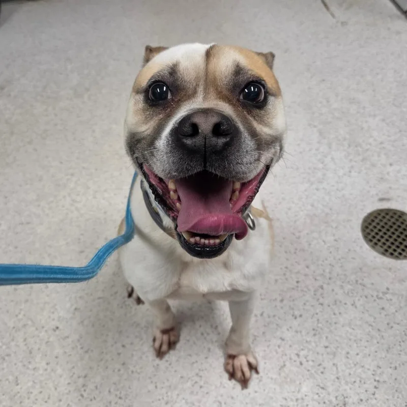 An adult medium-sized male Mixed Breed dog named Parker for adoption in Binghamton, NY