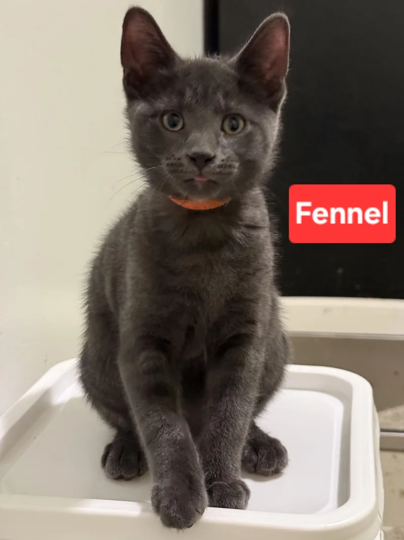 Fennel thumbnail 2