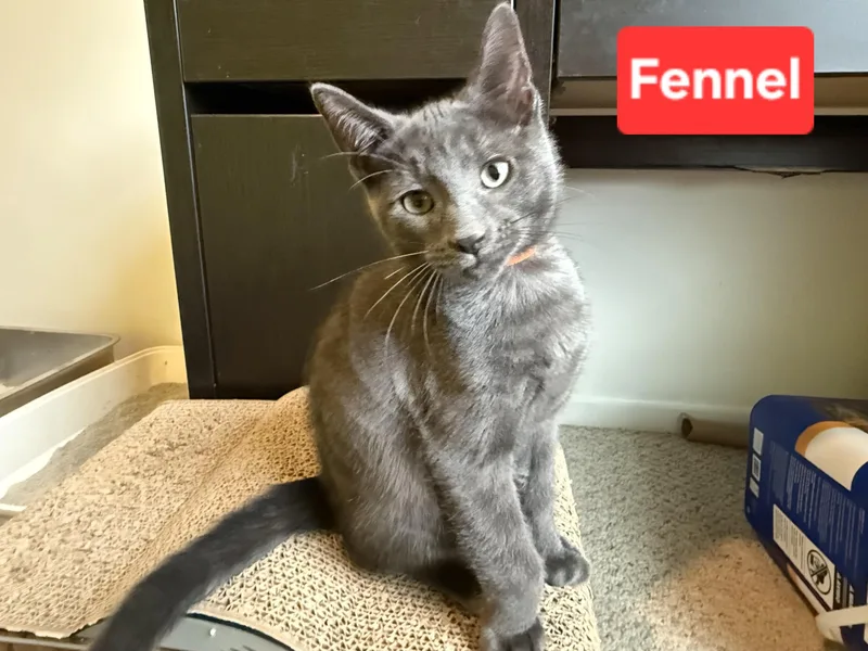 Fennel thumbnail 3
