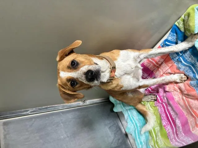 A young medium-sized male Australian Cattle Dog / Blue Heeler dog named Shiloh for adoption in Santa Barbara, CA