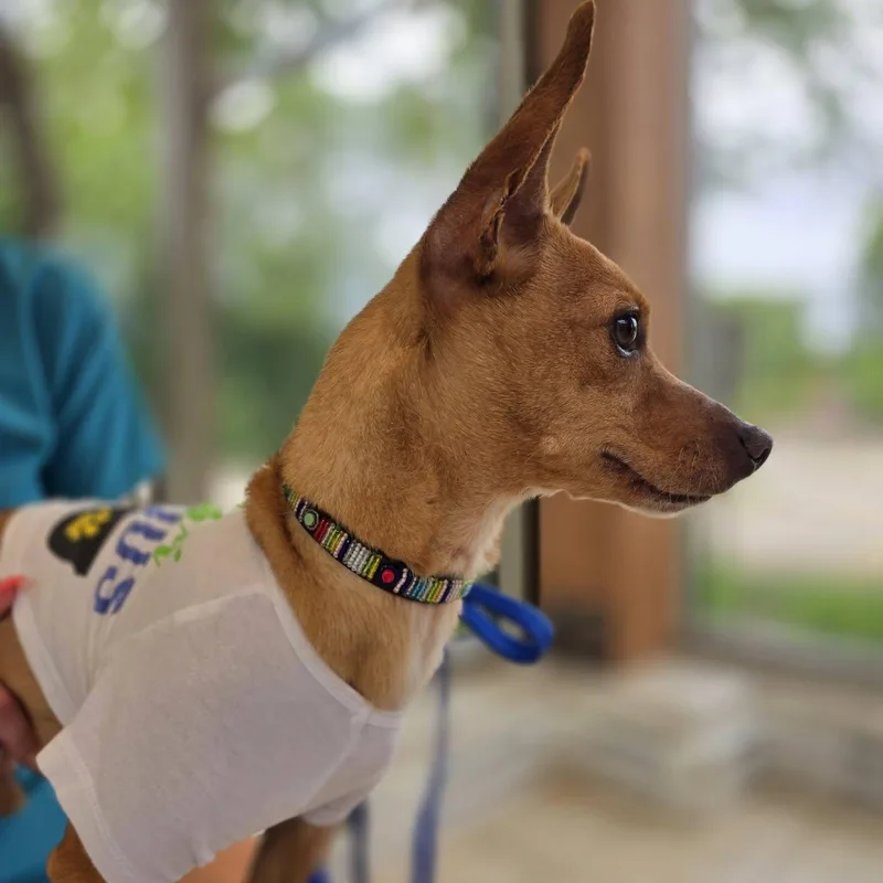 Alfie thumbnail 3