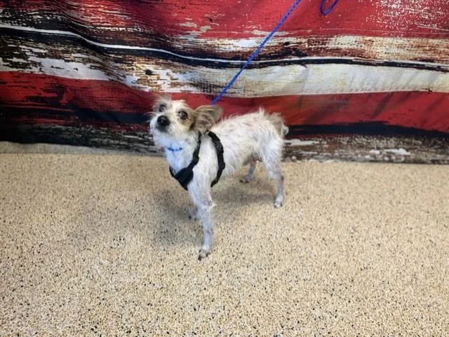 An adult small-sized male Schnauzer dog named Pluto for adoption in Miami, FL