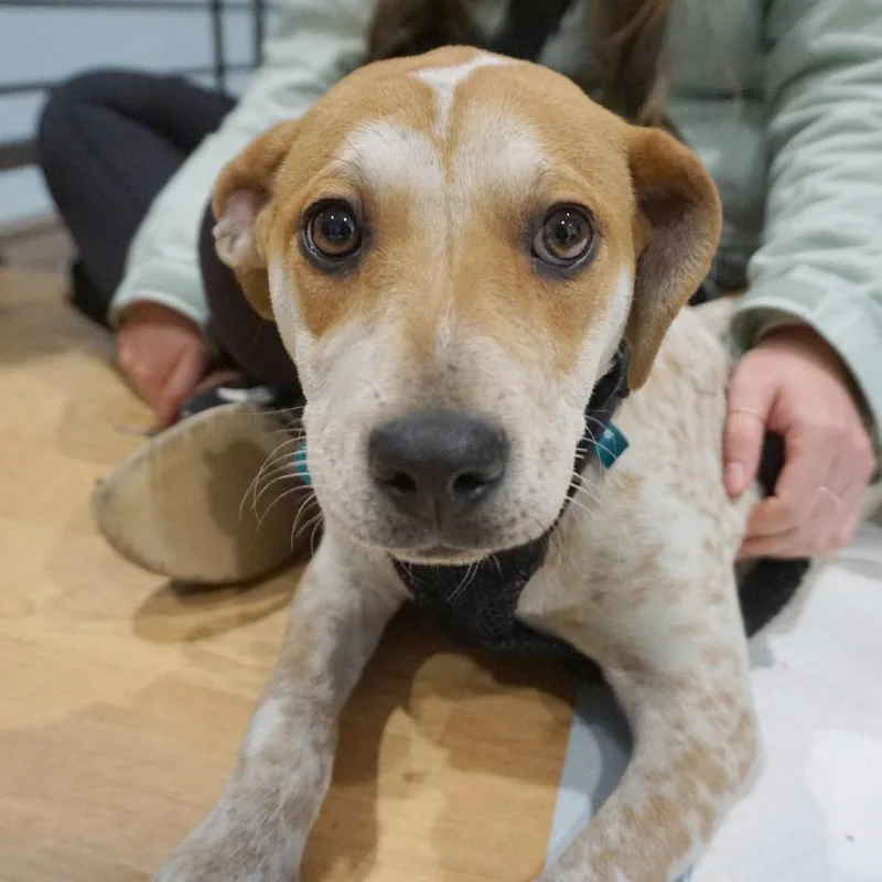 Cinnamon Toast Crunch thumbnail 2