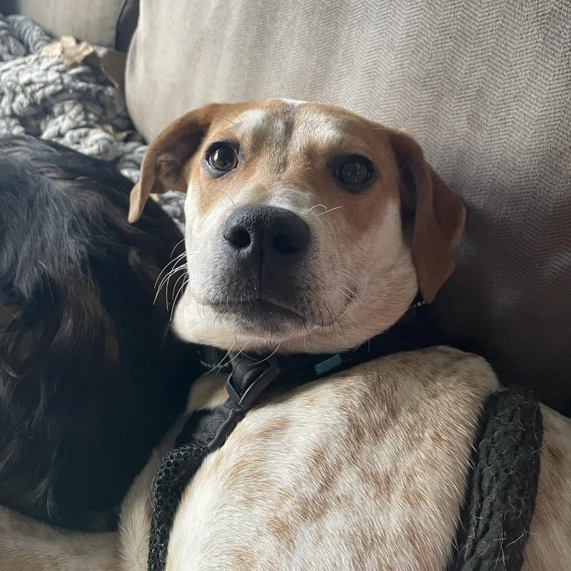 Cinnamon Toast Crunch thumbnail 3