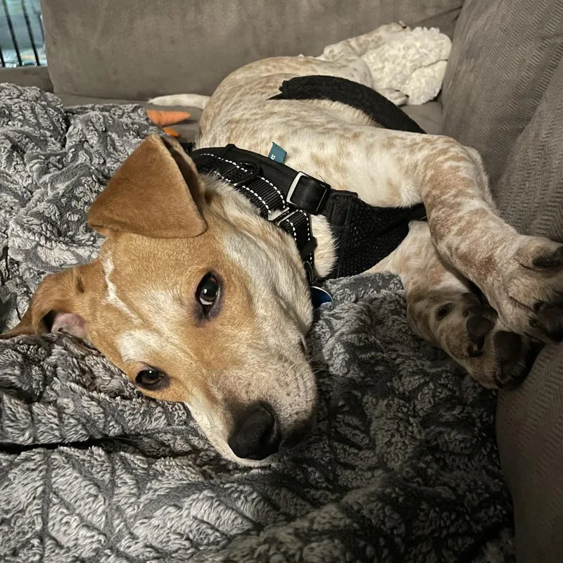 Cinnamon Toast Crunch thumbnail 4