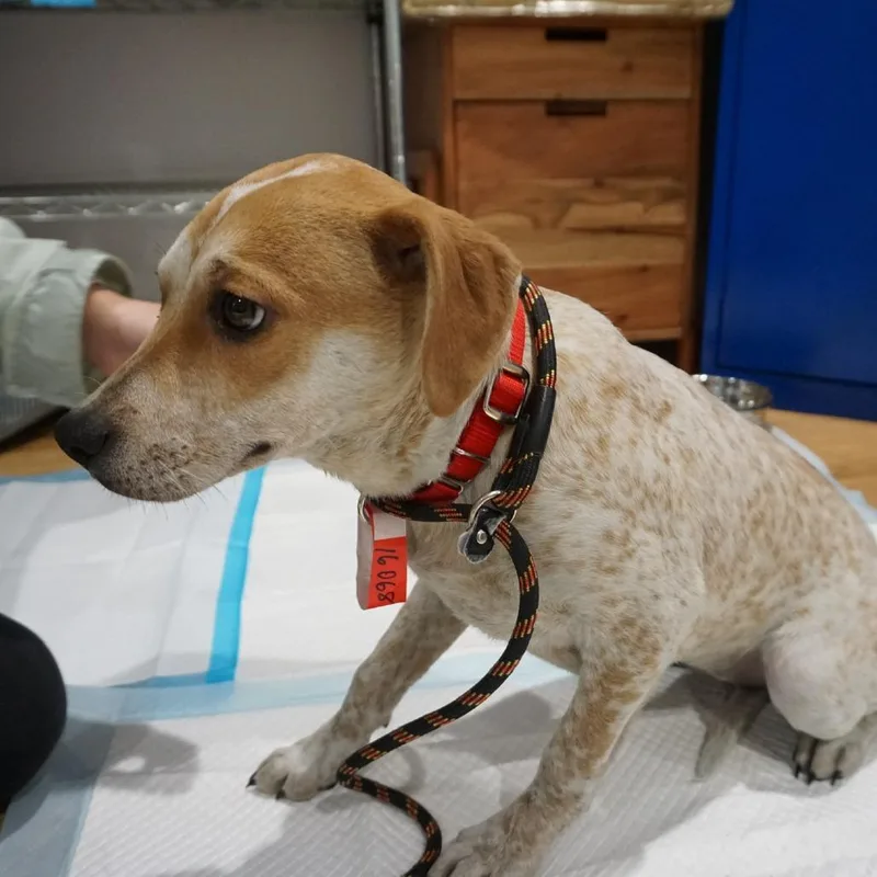 Cinnamon Toast Crunch thumbnail 5