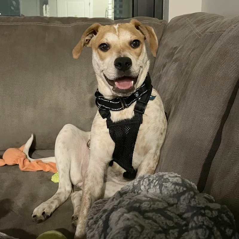 Cinnamon Toast Crunch thumbnail 6