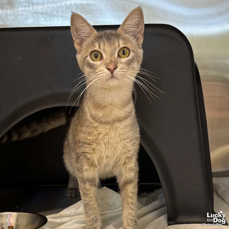 An adult medium-sized female Domestic Short Hair cat named Brandy for adoption in Washington, DC