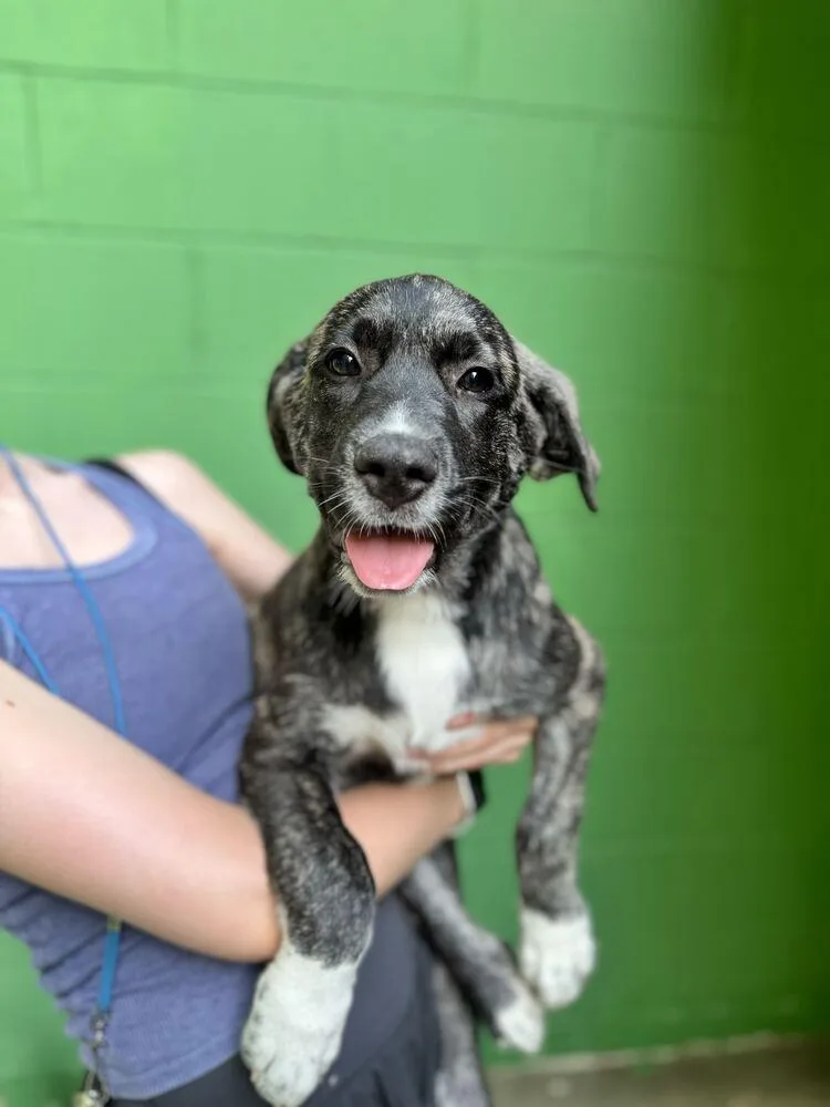 A baby large-sized male Brindle Great Pyrenees dog named Brady for adoption in Elmsford, NY