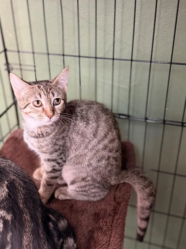 A baby small-sized female Domestic Short Hair cat named Bell for adoption in Port Jervis, NY