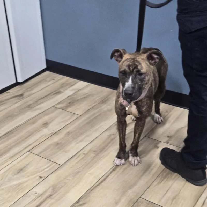 A young medium-sized female Brindle Mixed Breed dog named Sky for adoption in Newark, NJ