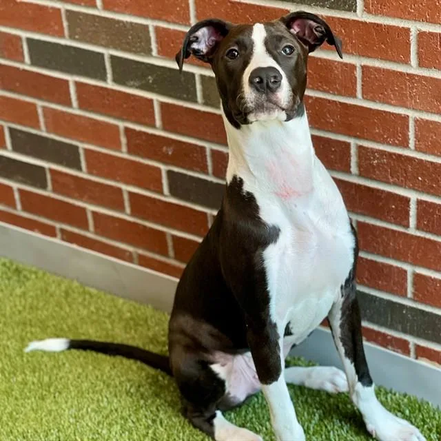 A young large-sized male Mixed Breed dog named Levi for adoption in Edmond, OK