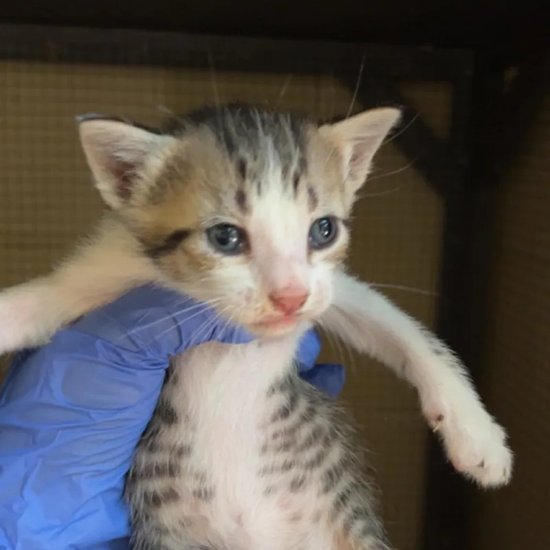 A baby small-sized male Domestic Short Hair cat named Drewry for adoption in Monroeville, AL
