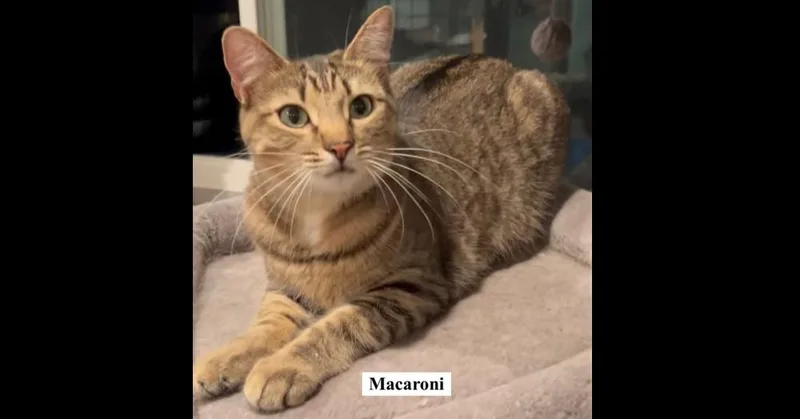 Macaroni thumbnail 2