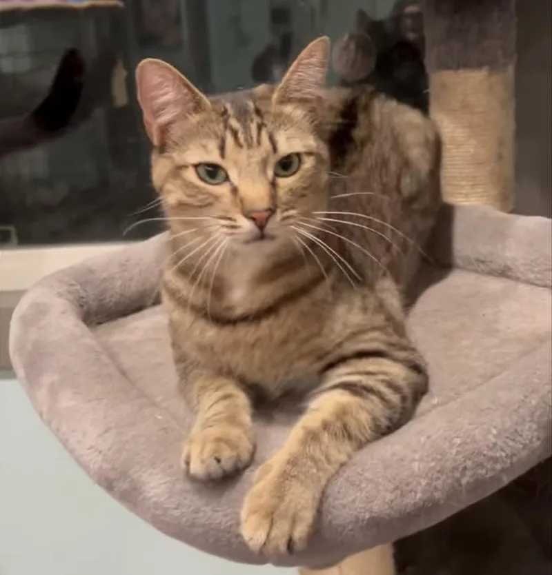 Macaroni thumbnail 3