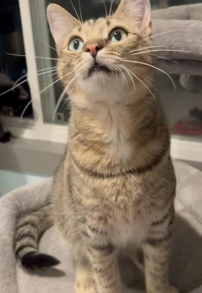 Macaroni thumbnail 4